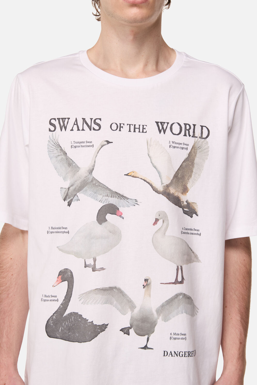 Dangerfield NZ - Swan Species Tee - white