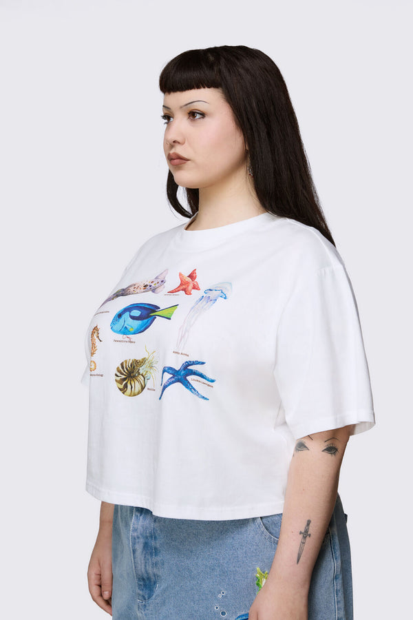 Dangerfield NZ - Curve Oceanic Tee - cream
