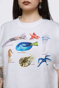 Dangerfield NZ - Curve Oceanic Tee - cream